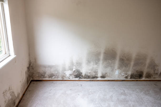 Environmental Consulting for Mold Prevention in Baxter Village, SC